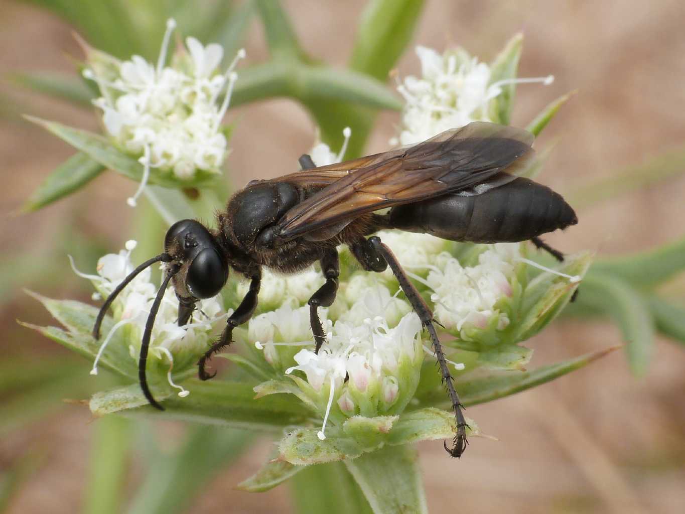 Sphecidae: maschio di Sphex leuconotus